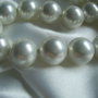 Perle seashell 16mm (1)