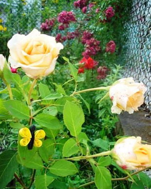 decoratiune flori
