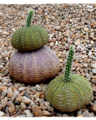 ♥Kit cactus Sea Urchin