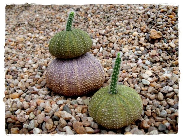 ♥Kit cactus Sea Urchin