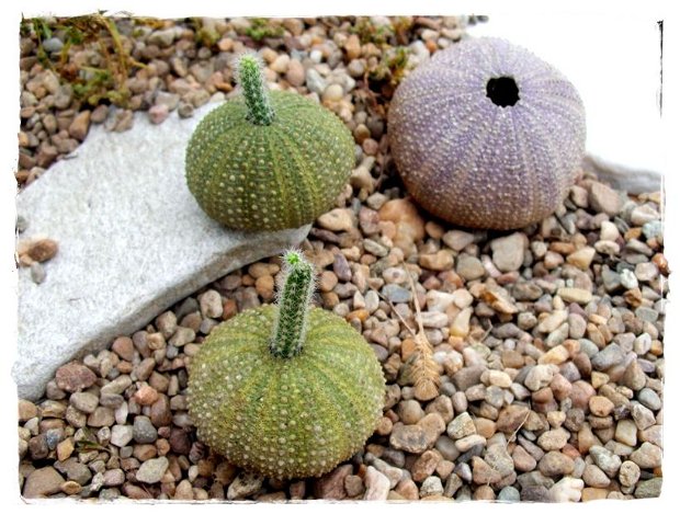 ♥Kit cactus Sea Urchin