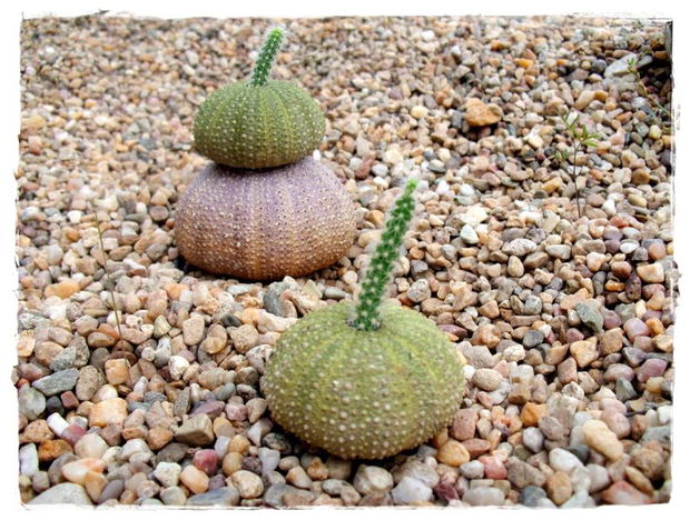 ♥Kit cactus Sea Urchin