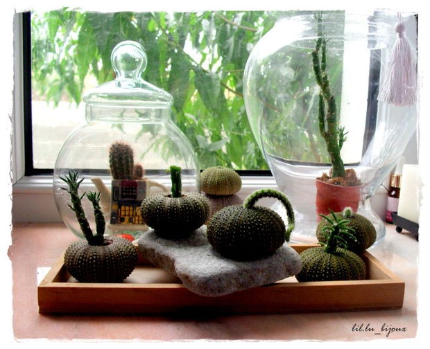 ♥Kit mini-ghiveci Sea Urchin