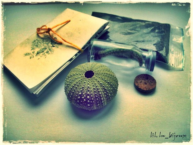 ♥Kit mini-ghiveci Sea Urchin