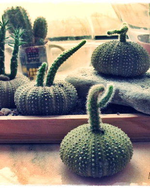 ♥Kit mini-ghiveci Sea Urchin
