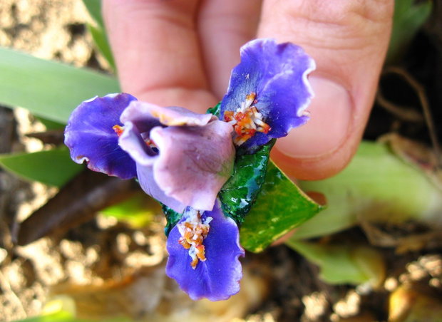 Iris Violet - Inel Reglabil