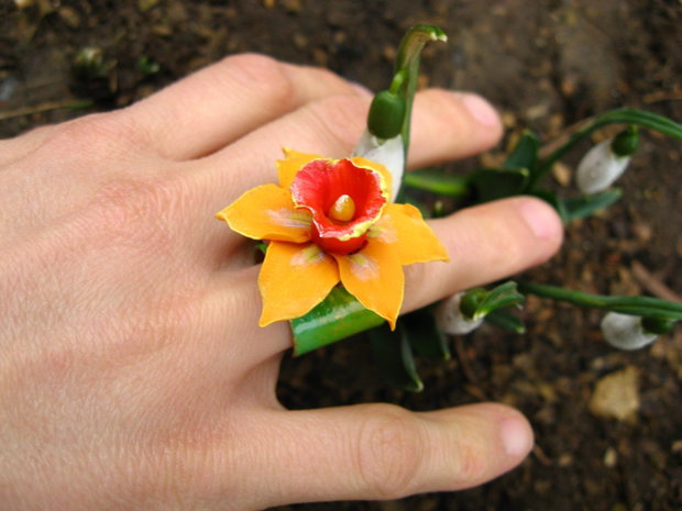 Inelus Narcisa