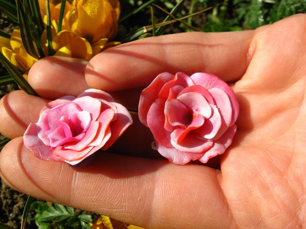 Cercei Begonii