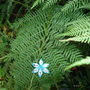 decoratiuni flori
