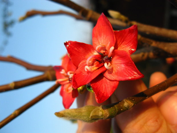 Stelute rosii