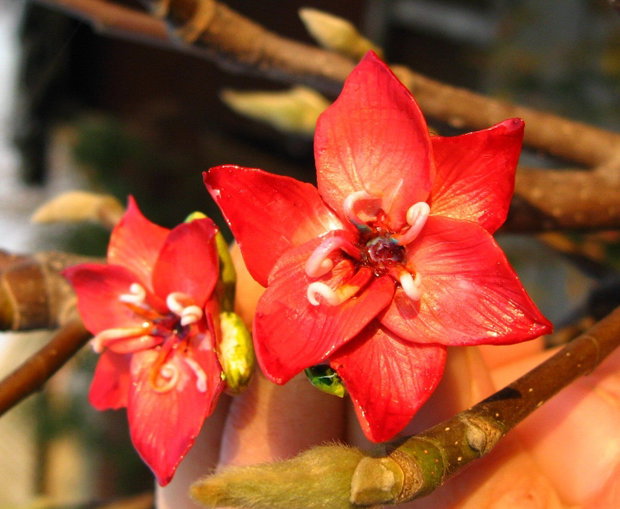 Stelute rosii