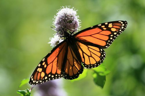 Monarch Butterfly