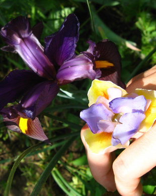 Iris - Inel reglabil