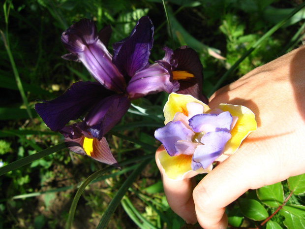 Iris - Inel reglabil