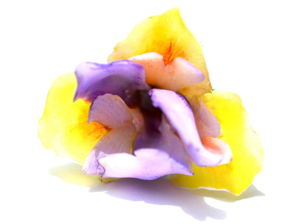 Iris - Inel reglabil