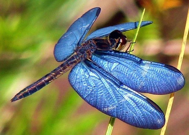 VINTAGE DRAGONFLY WINGS- 925 STERLING SILVER