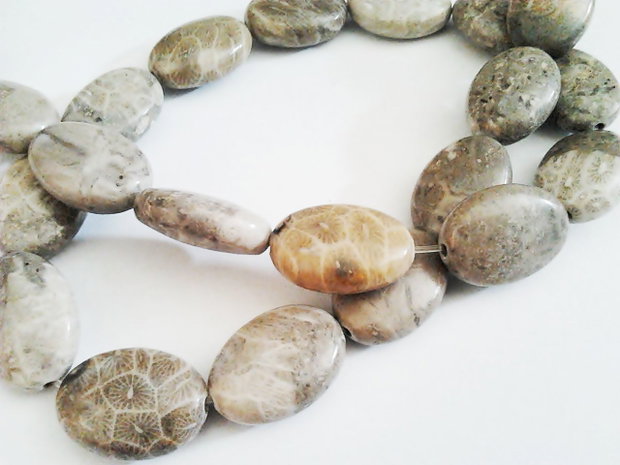 1b Coral fossil oval 12 x 16mm