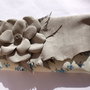 Colectia    PLICURI DANTELATE