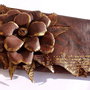 Colectia PLICURI DANTELATE