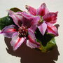 Clematis - Brosa mare - Martisor