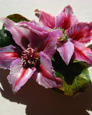 Clematis - Brosa mare - Martisor
