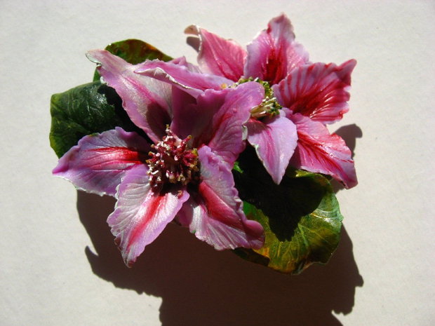 Clematis - Brosa mare - Martisor