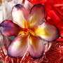 Crocus Deschis - Martisor - Brosa