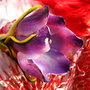 Crocus - Martisor - Brosa