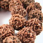 3806 - (1buc) Rudraksha 18-20mm