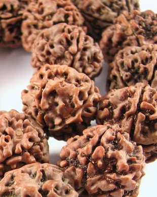 3806 - (6buc) Rudraksha 18-20mm