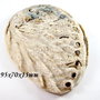 4038 - Scoica paua abalone in stare naturala, neslefuita