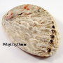 4039 - Scoica paua abalone in stare naturala, neslefuita