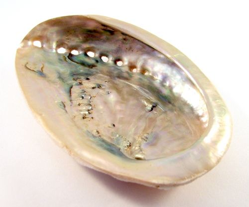 4039 - Scoica paua abalone in stare naturala, neslefuita