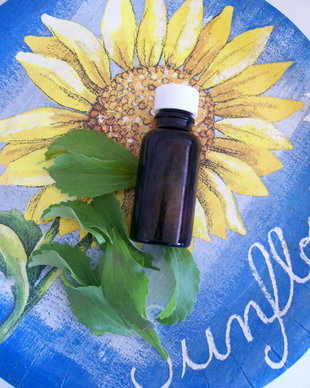 STEVIE DULCE extract( indulcitor natural bio ) NOU