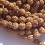 (2 buc) Rudraksha NATURALA aprox 7.5-8 mm