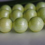Perle seashell 16mm (1)