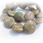 Coral fossil disc 20mm (SRG1 008)