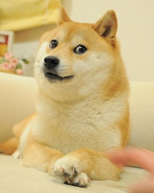 Doge