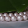 Perle seashell 8mm (1)