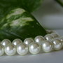 Perle seashell 10mm, cod ID62 (1)