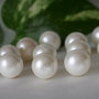 Perle seashell "stardust", 12mm (1)