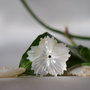 Sidef 26-27x6mm (1)