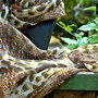Esarfa ANIMAL PRINT