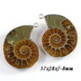 6013 - SET Pandantive / charms, amonite fosil