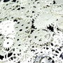 6019 - (100buc)  Mix, charms mecanisme / rotite ceas, aliaj metalic argintiu lucios, steampunk, 15-28mm REZERVAT