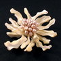 4999 - Pandantiv, gherute sidef  beige, perle de cultura lila deschis
