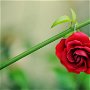 Bohemme- cercei trandafiri rosii