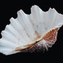 TRIDACNA GIGAS -  bivalva giganta pentru colectie 20 x 13 cm