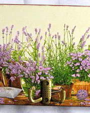 cuier lemn -lavanda- 25755