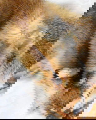 Blana tabacita de vulpe rosie